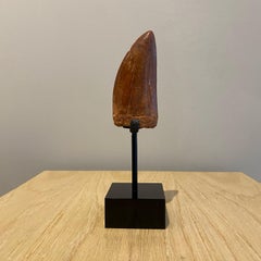African T Rex Tooth