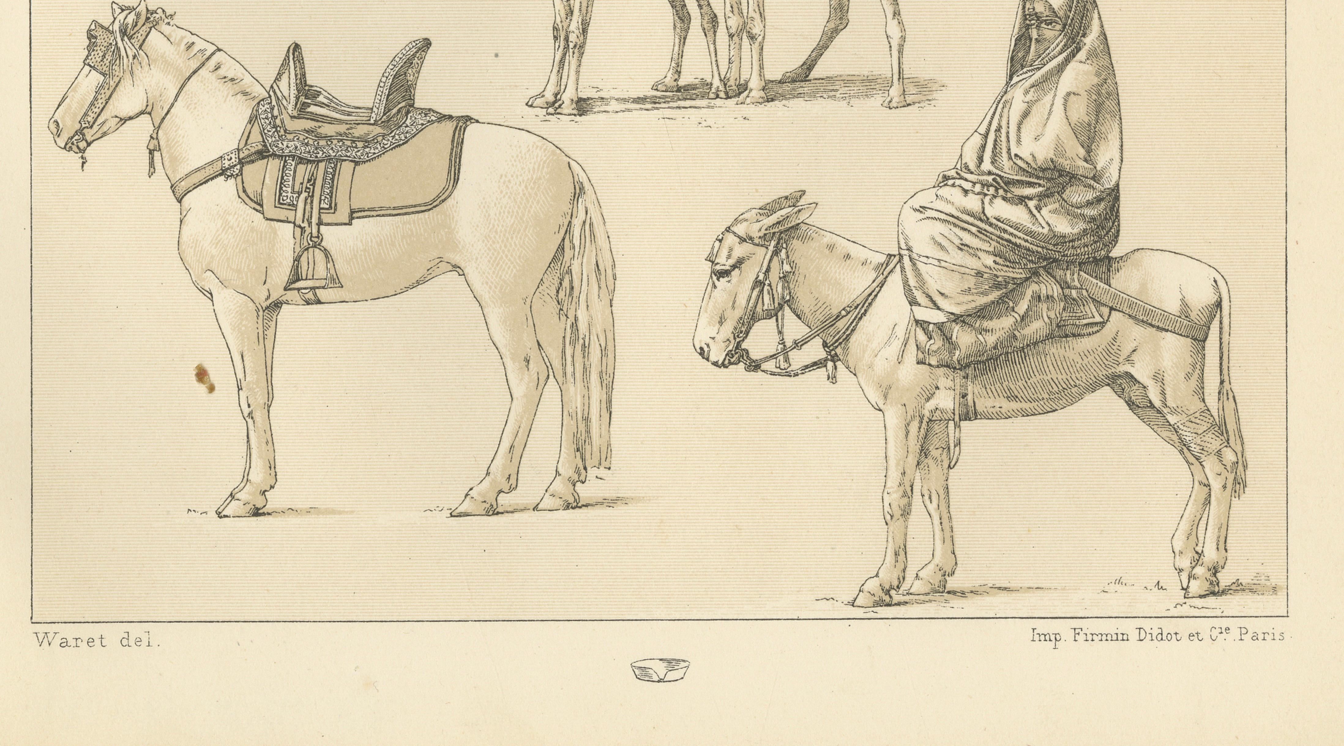 African Transport & Camel Litter, Racinet Afrique Plate, 1888