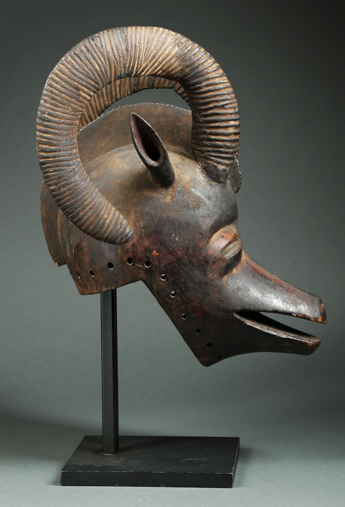 african ram