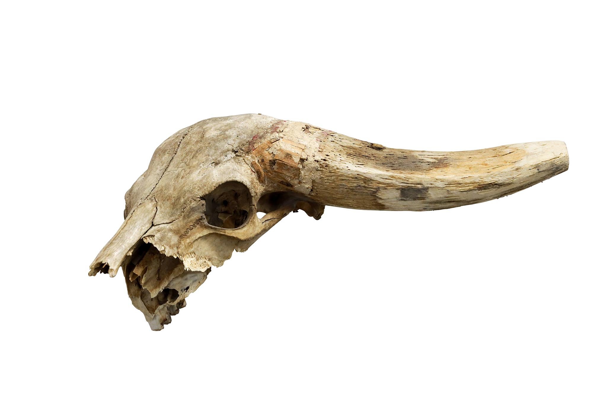 African Water Buffalo Skull on customer iron wall mount. Circa 1960.

Dimensions: roughly 13