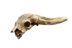 African Water Buffalo Skull