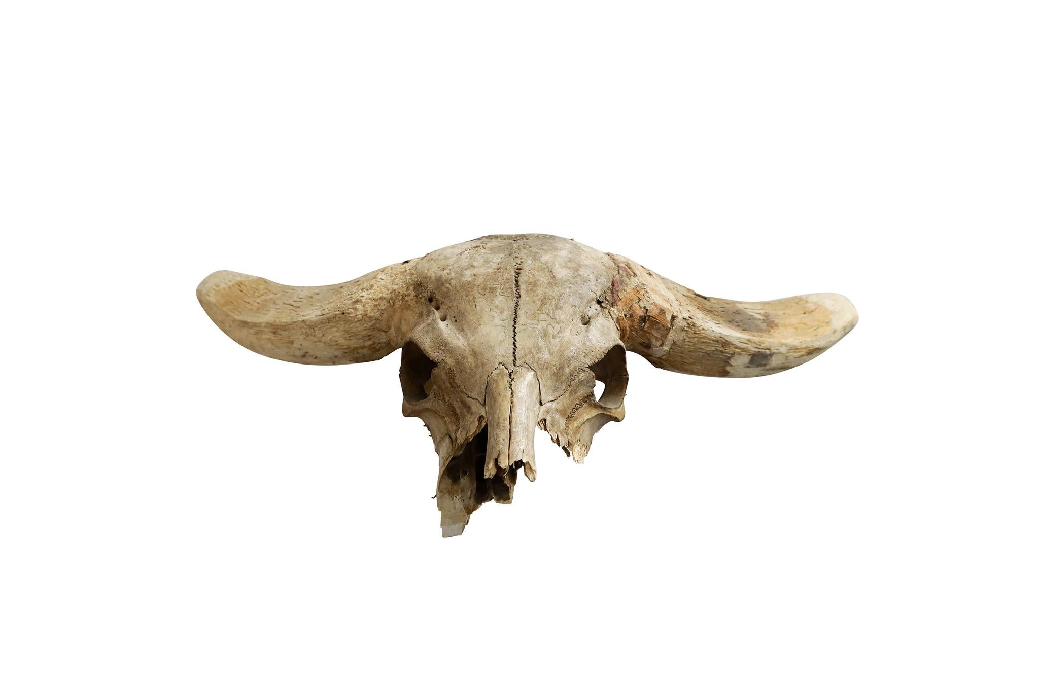Africano African Water Buffalo Skull in vendita