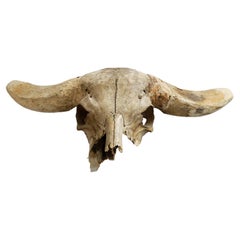 African Water Buffalo Skull