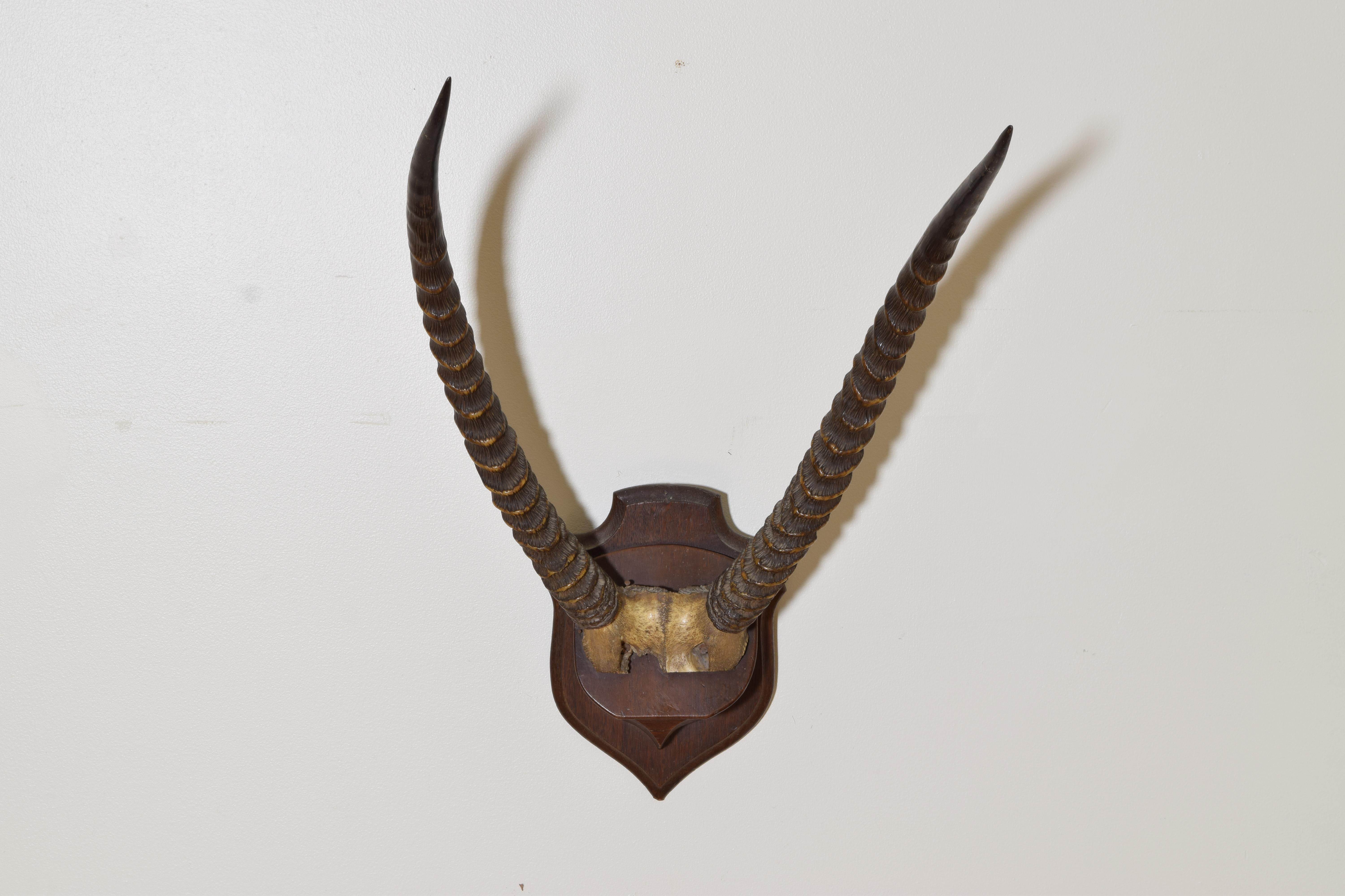 the horns are partial skull mounted on a shield-form backplate