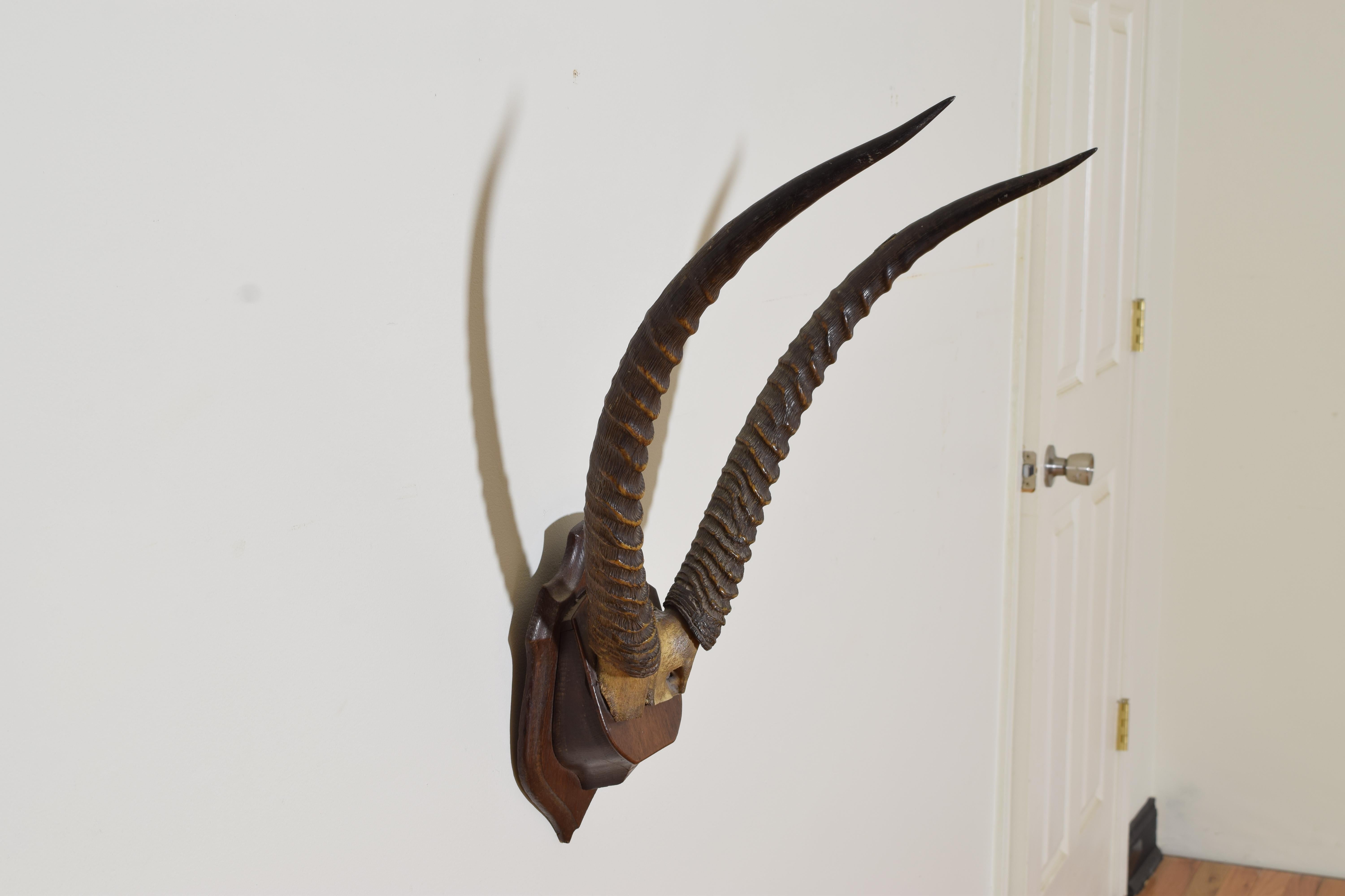 African Waterbuck Antelope Mount, 3rd quarter 20th century In Good Condition For Sale In Atlanta, GA