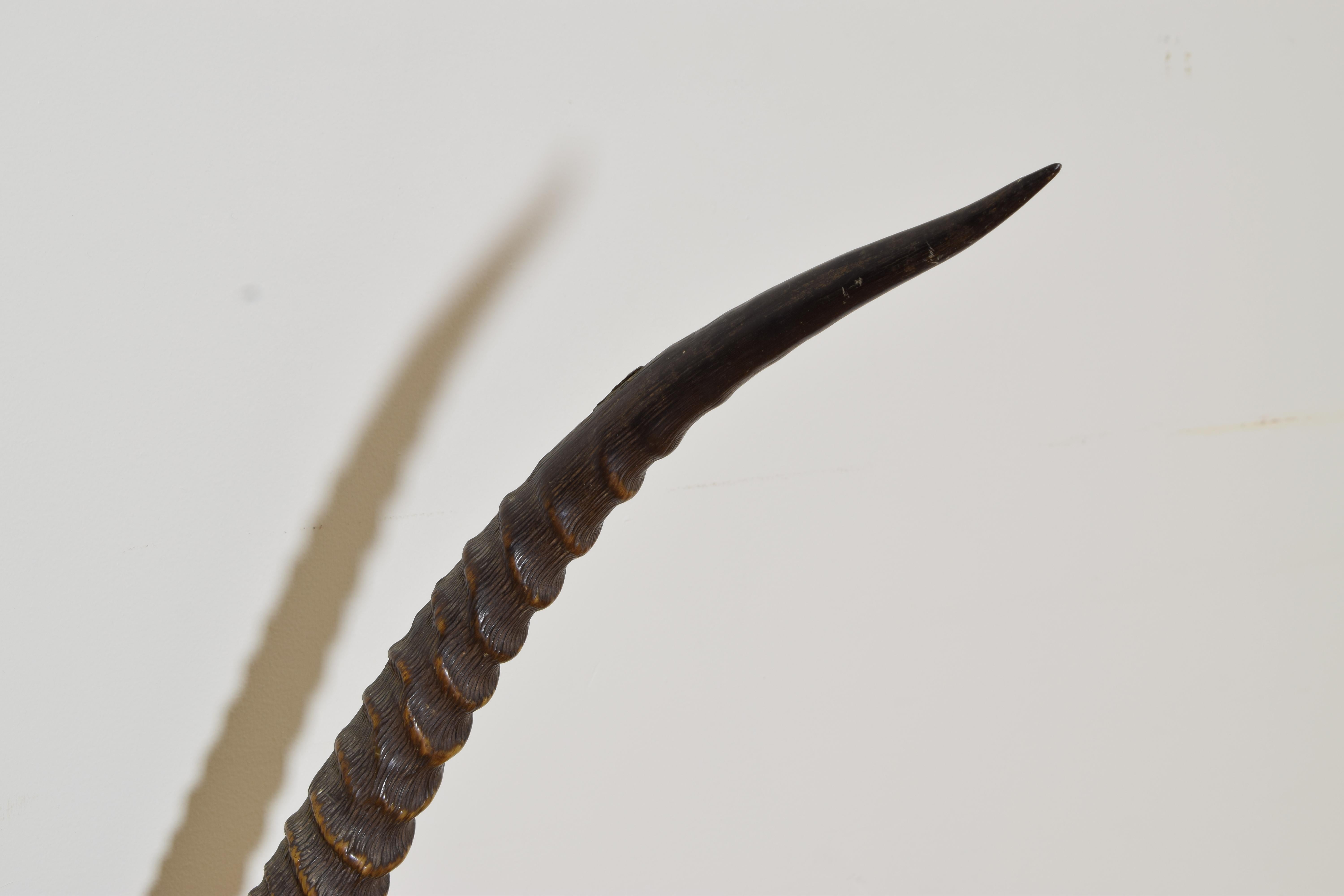 Mid-20th Century African Waterbuck Antelope Mount, 3rd quarter 20th century For Sale