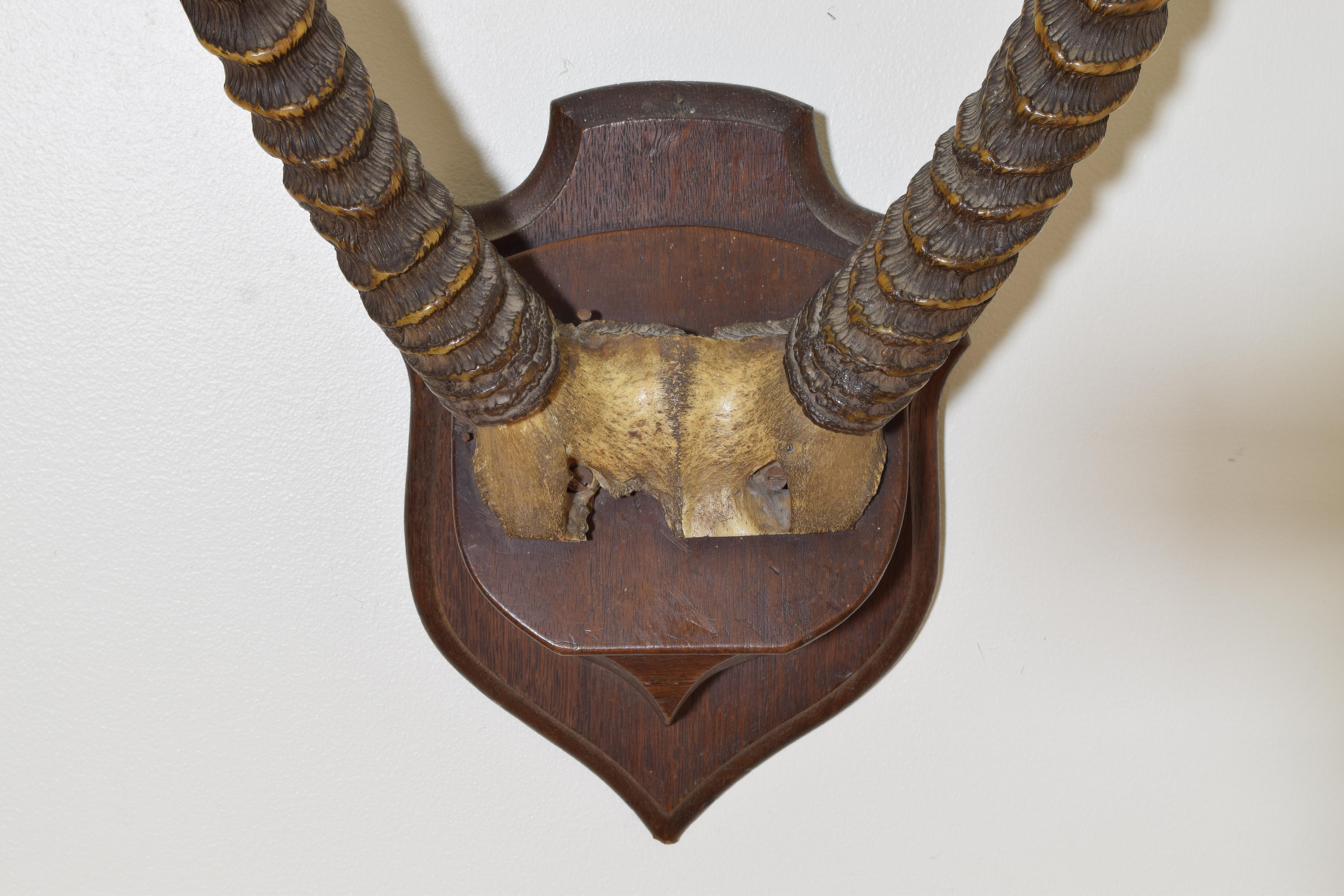 Horn African Waterbuck Antelope Mount, 3rd quarter 20th century For Sale