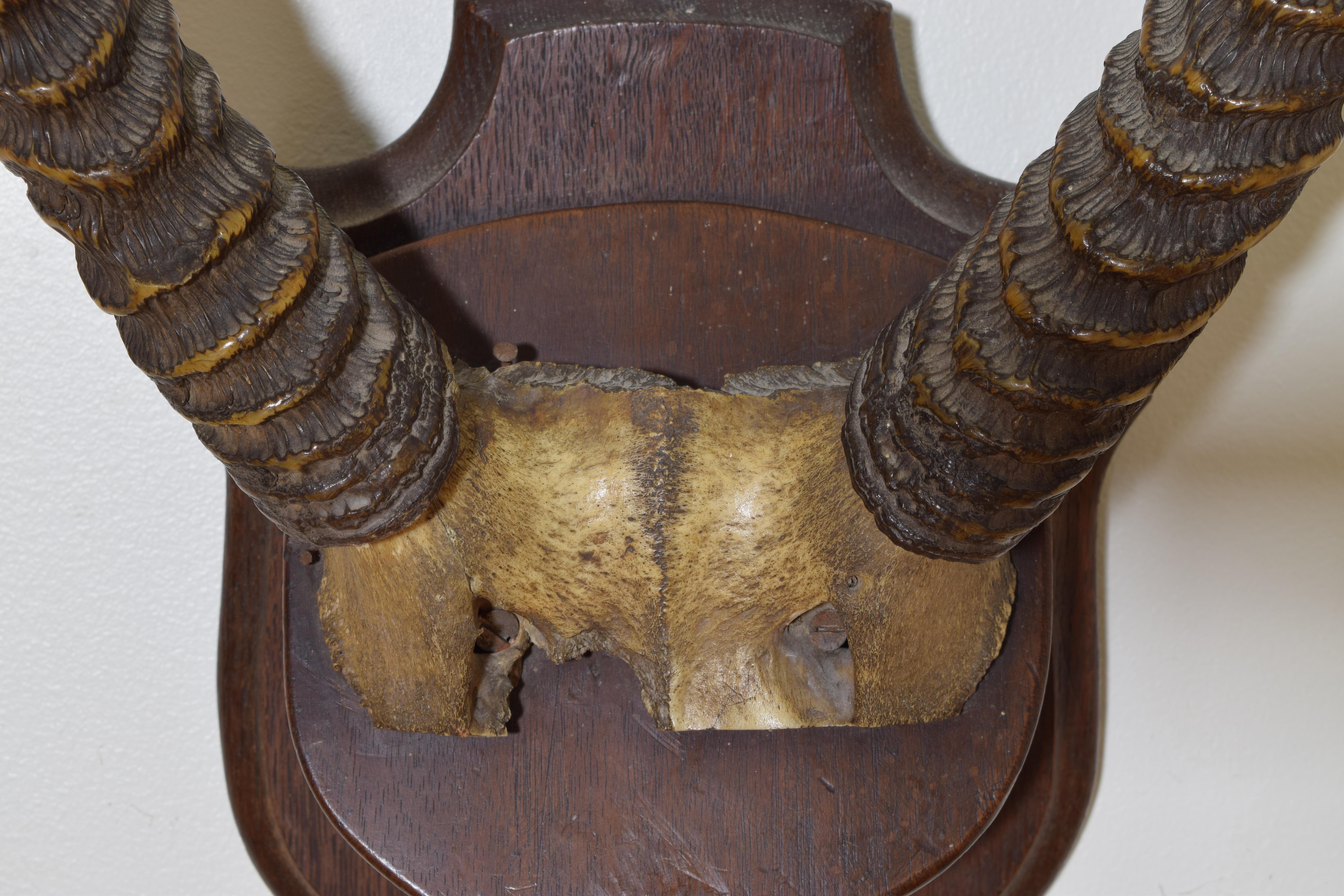 African Waterbuck Antelope Mount, 3rd quarter 20th century For Sale 1