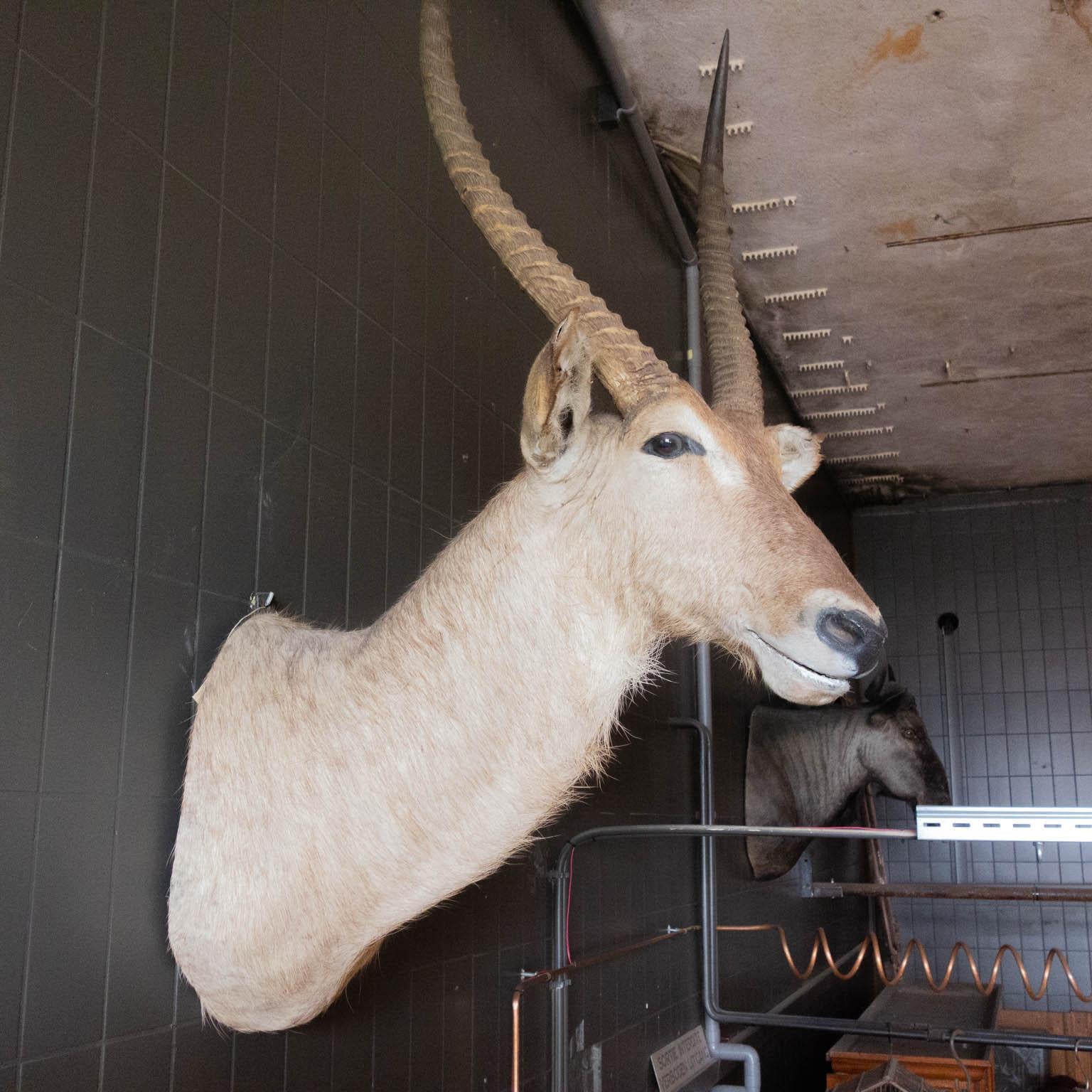 The Kobus Ellipsiprymnus or waterbuck is a species of Antelope that lives south of the Sahara in the wetlands of Africa. This bust is from a male waterbuck, this can be seen from the big horns. The animal is skillfully set up and is in great