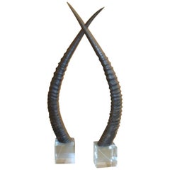 African Waterbuck Horns
