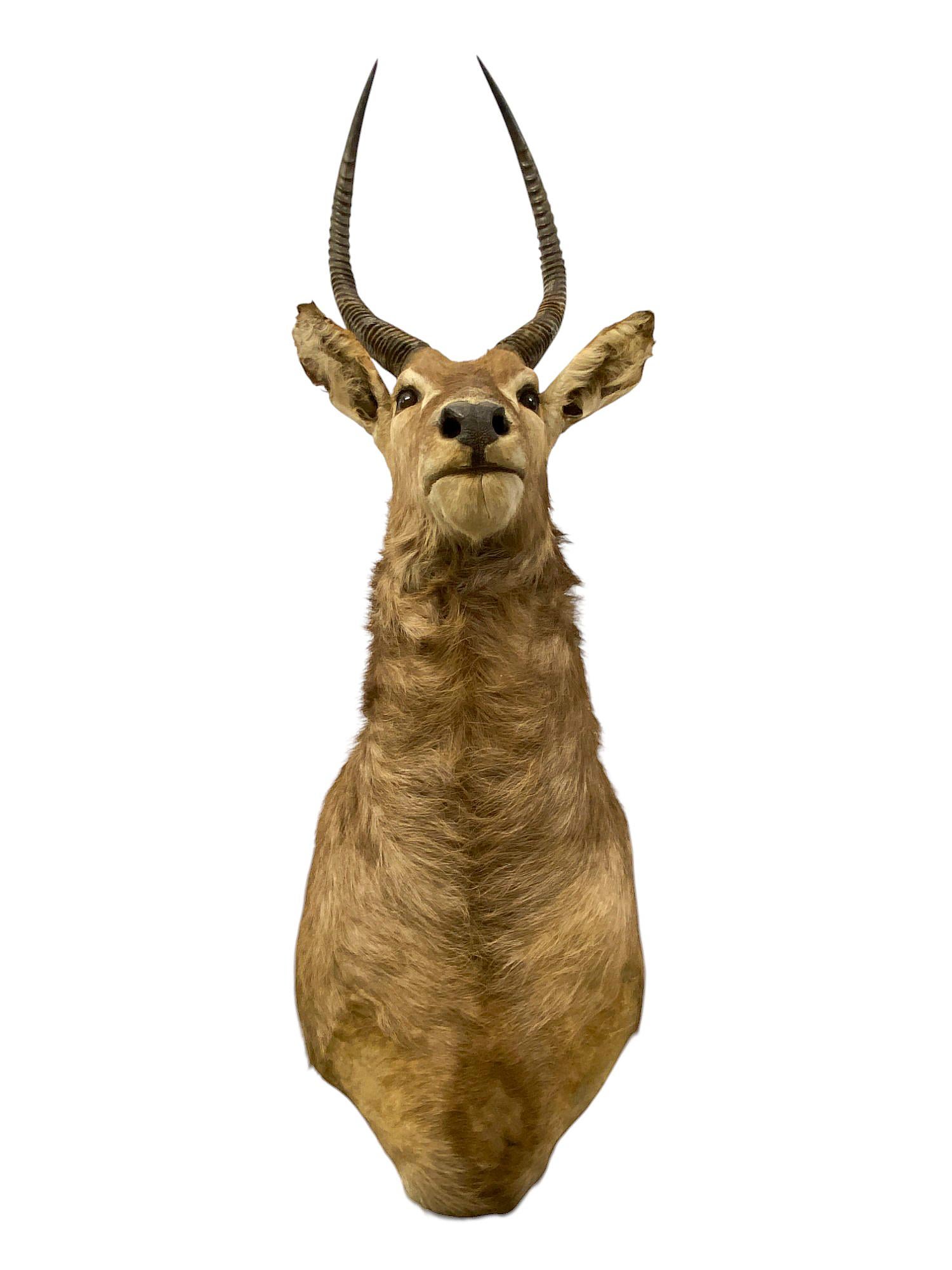 This authentic African Waterbuck shoulder mount features striking natural detail and impressive horns, making it a standout piece of wildlife décor. Measuring 55