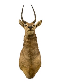 African Waterbuck Shoulder Mount  Safari Trophy Wall Art  Home Wall Decor