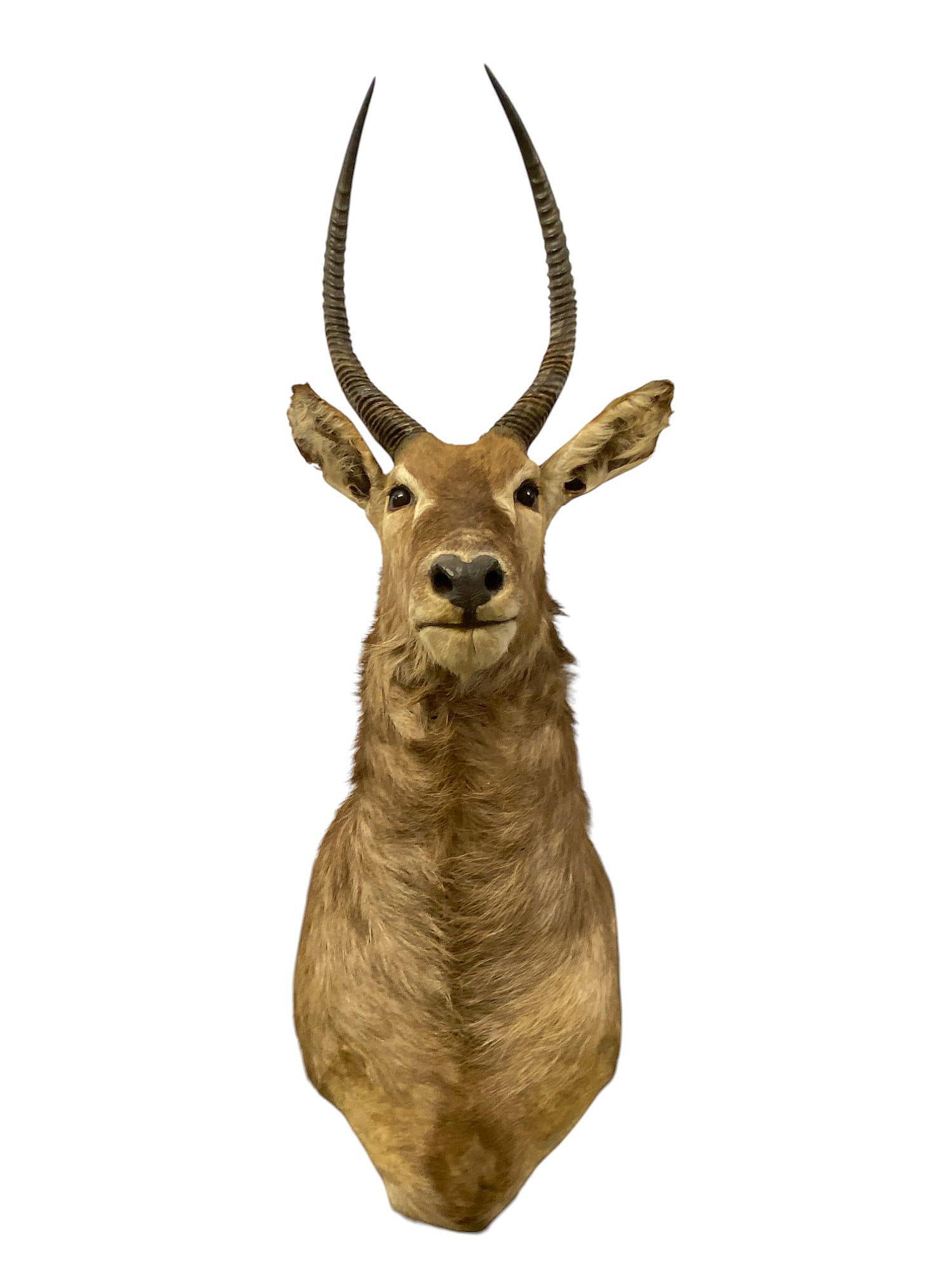 African Waterbuck Shoulder Mount  Safari Trophy Wall Art  Home Wall Decor In New Condition For Sale In Farmington, UT