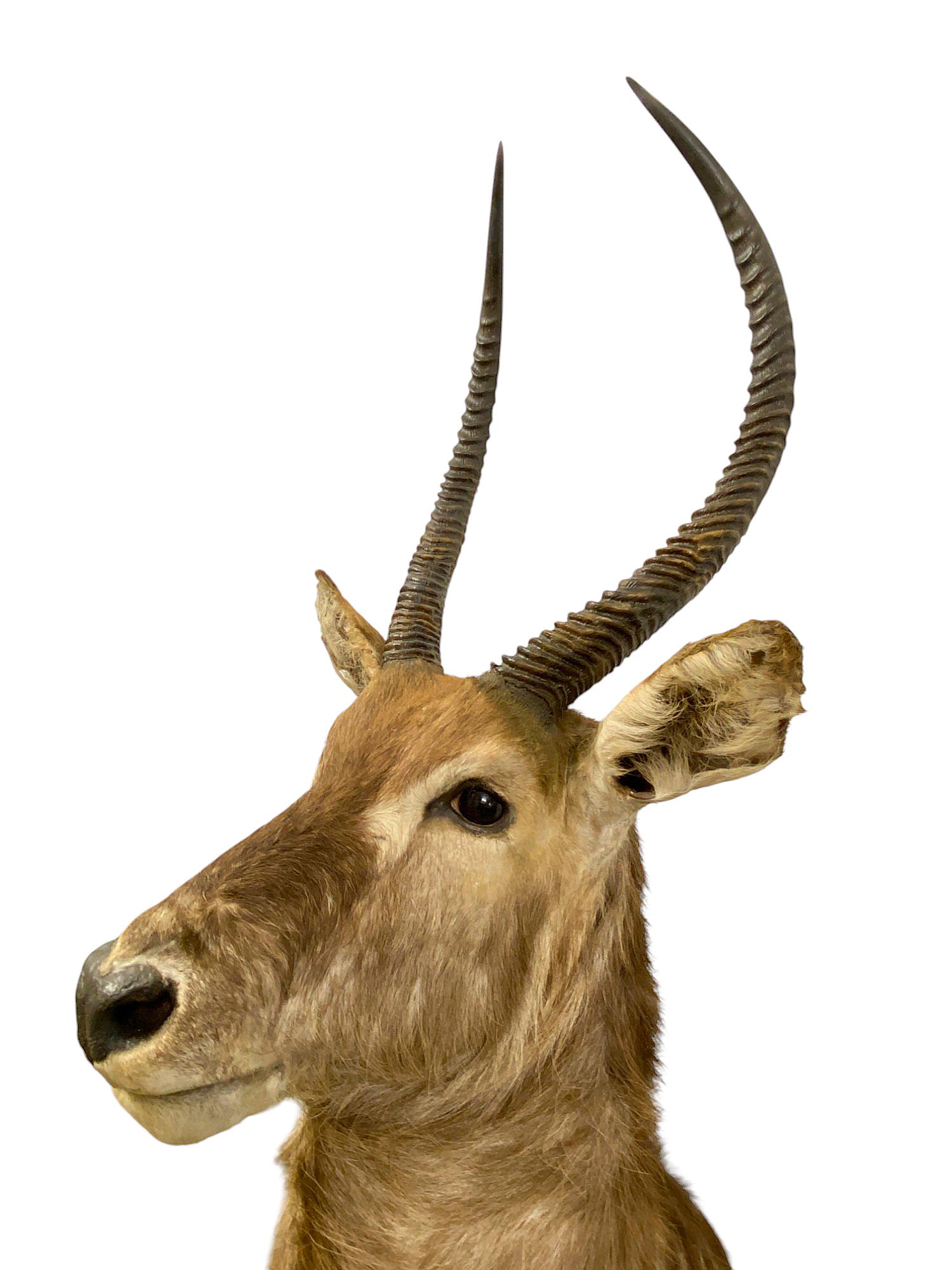 Contemporary African Waterbuck Shoulder Mount  Safari Trophy Wall Art  Home Wall Decor For Sale
