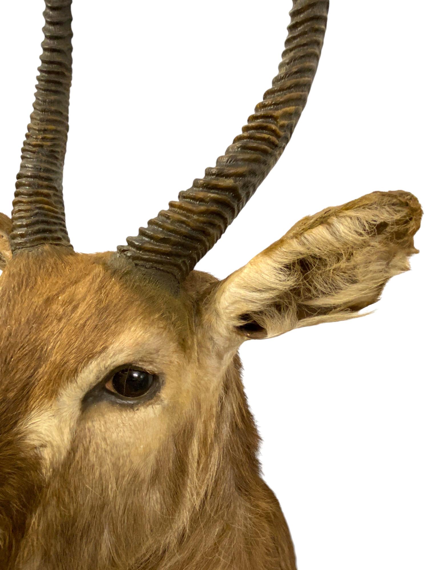 Animal Skin African Waterbuck Shoulder Mount  Safari Trophy Wall Art  Home Wall Decor For Sale