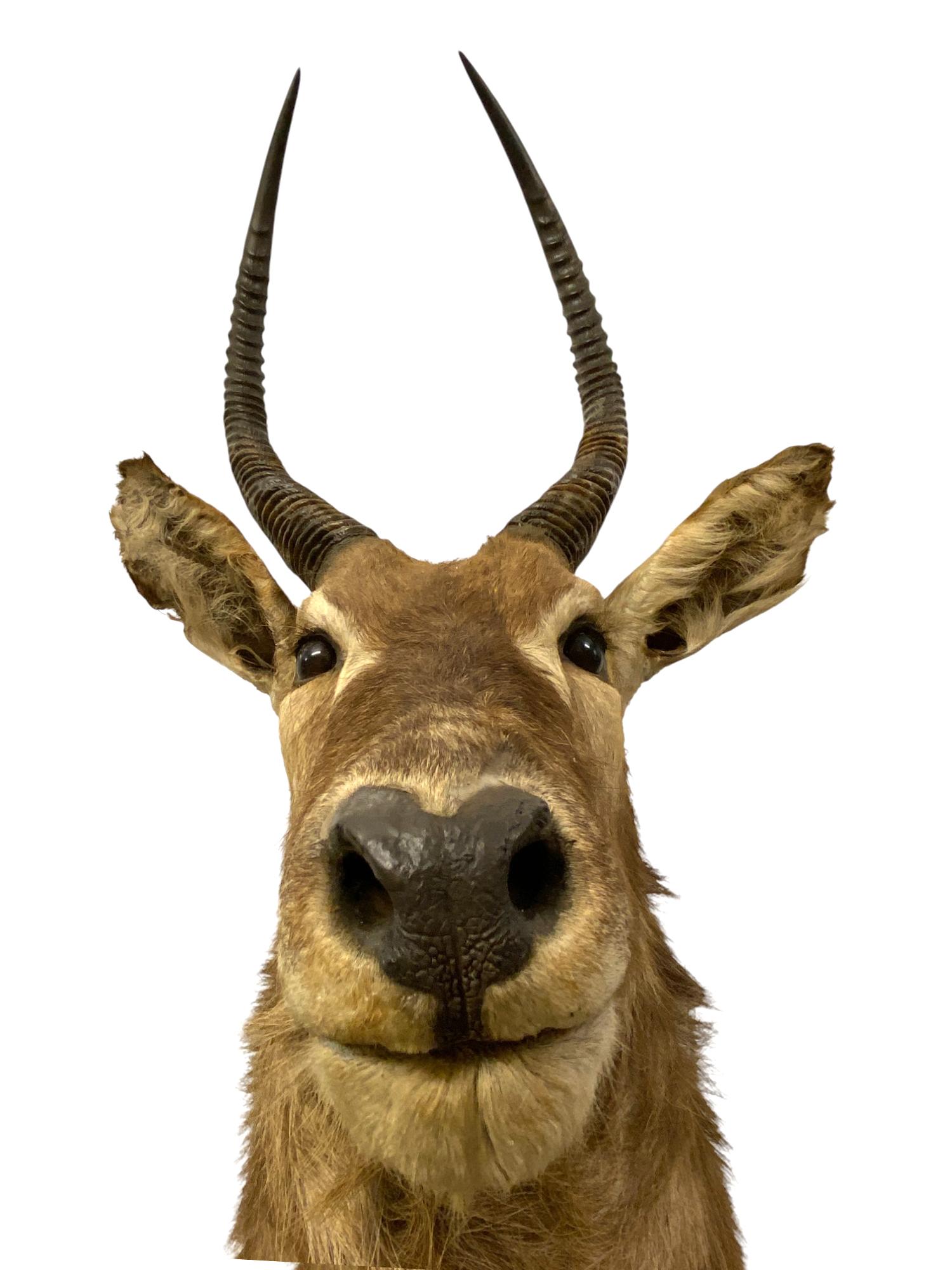 African Waterbuck Shoulder Mount  Safari Trophy Wall Art  Home Wall Decor For Sale 1