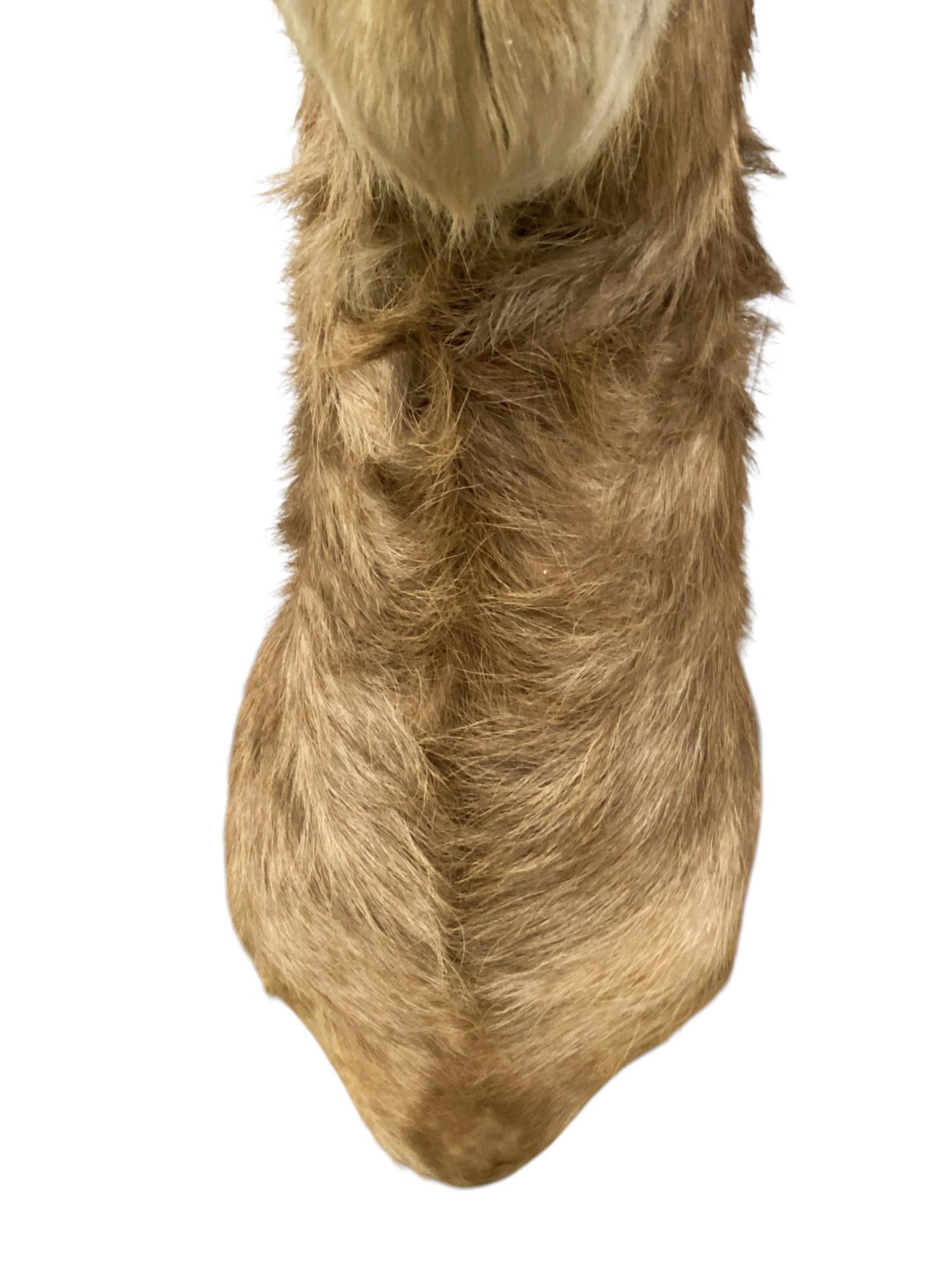 African Waterbuck Shoulder Mount  Safari Trophy Wall Art  Home Wall Decor For Sale 2