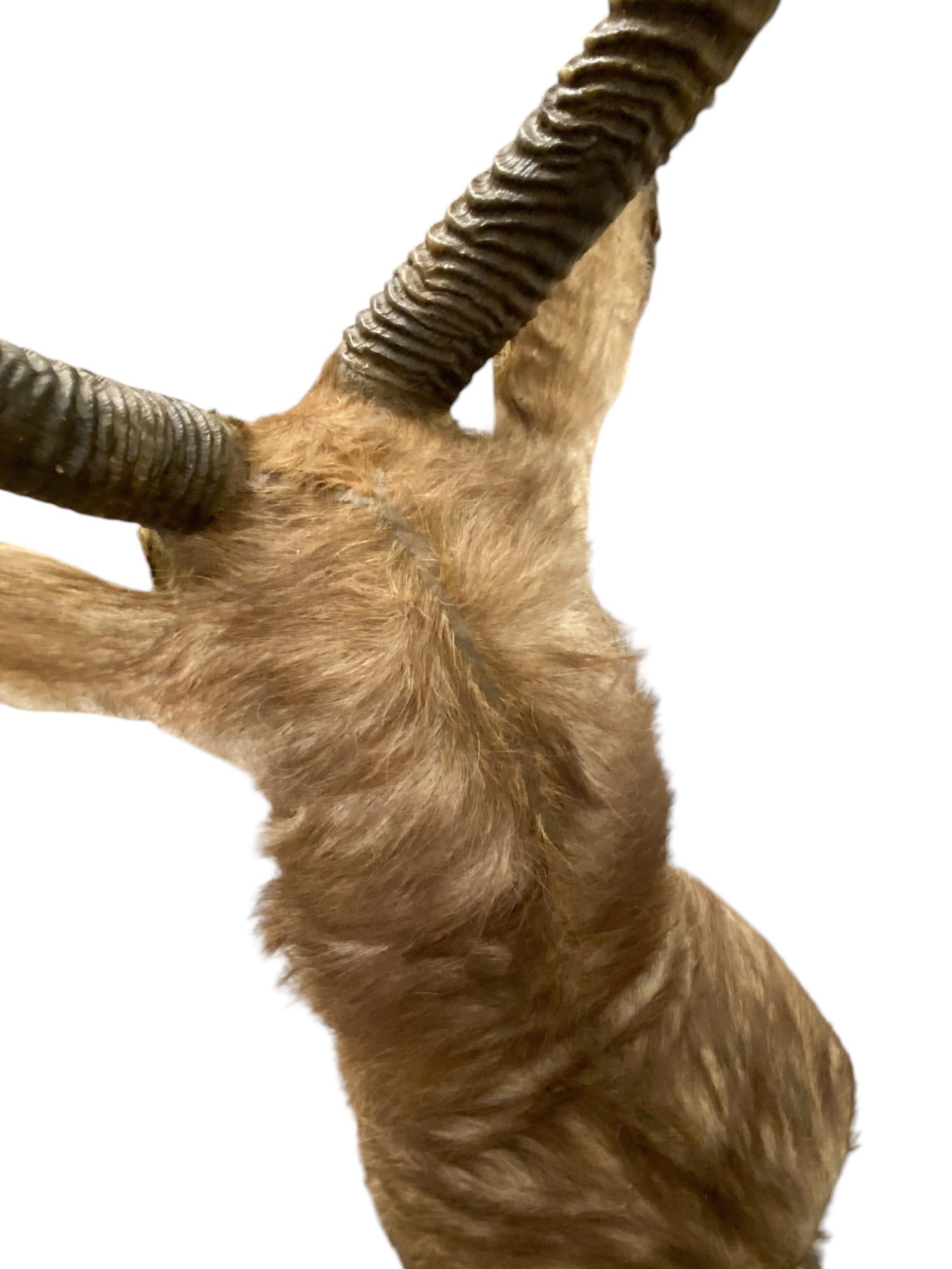African Waterbuck Shoulder Mount  Safari Trophy Wall Art  Home Wall Decor For Sale 3