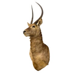 More Furniture and Collectibles