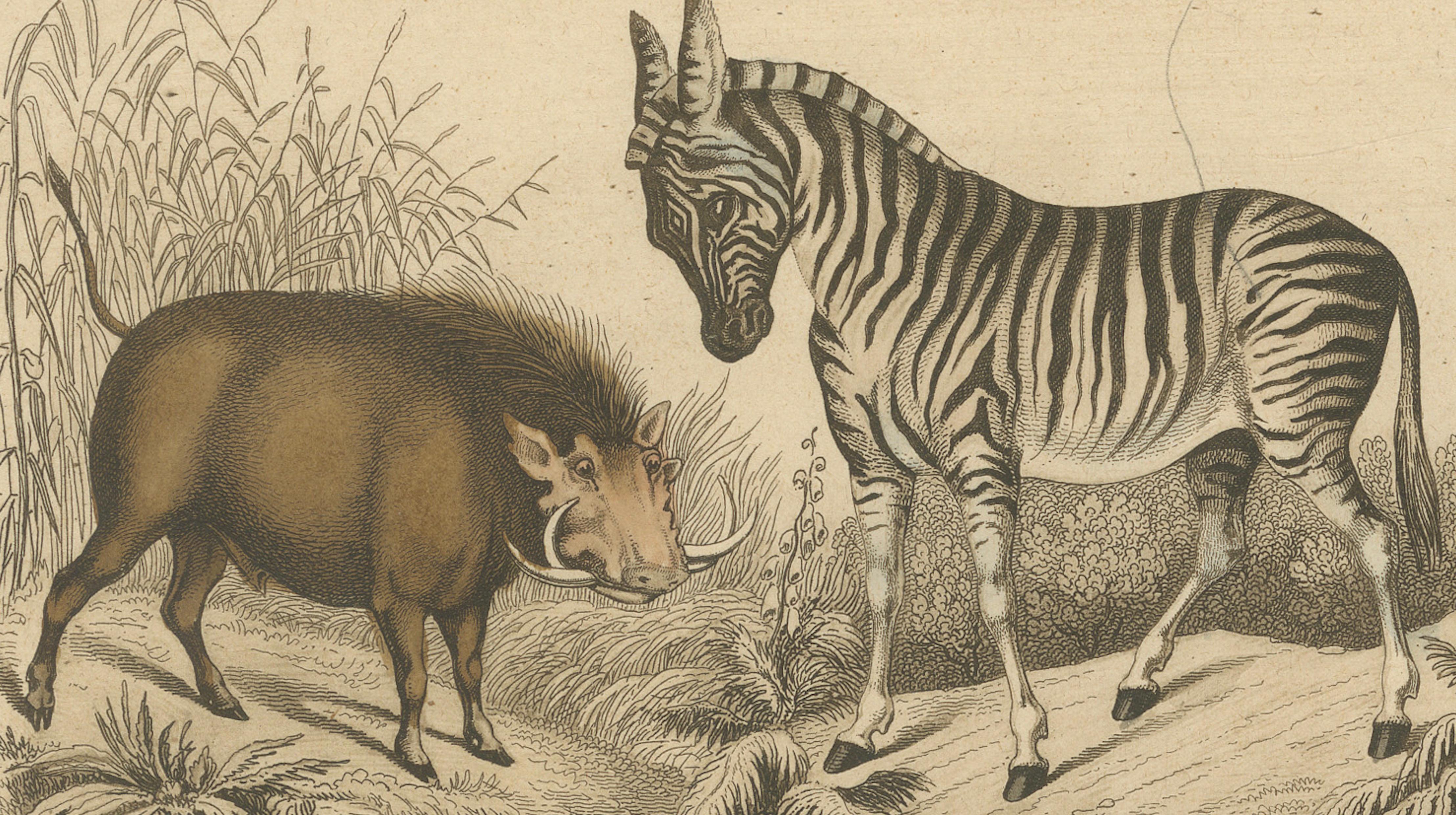African Wildlife and Hunting Scene – Antique German Engraving, c.1840 For Sale 3