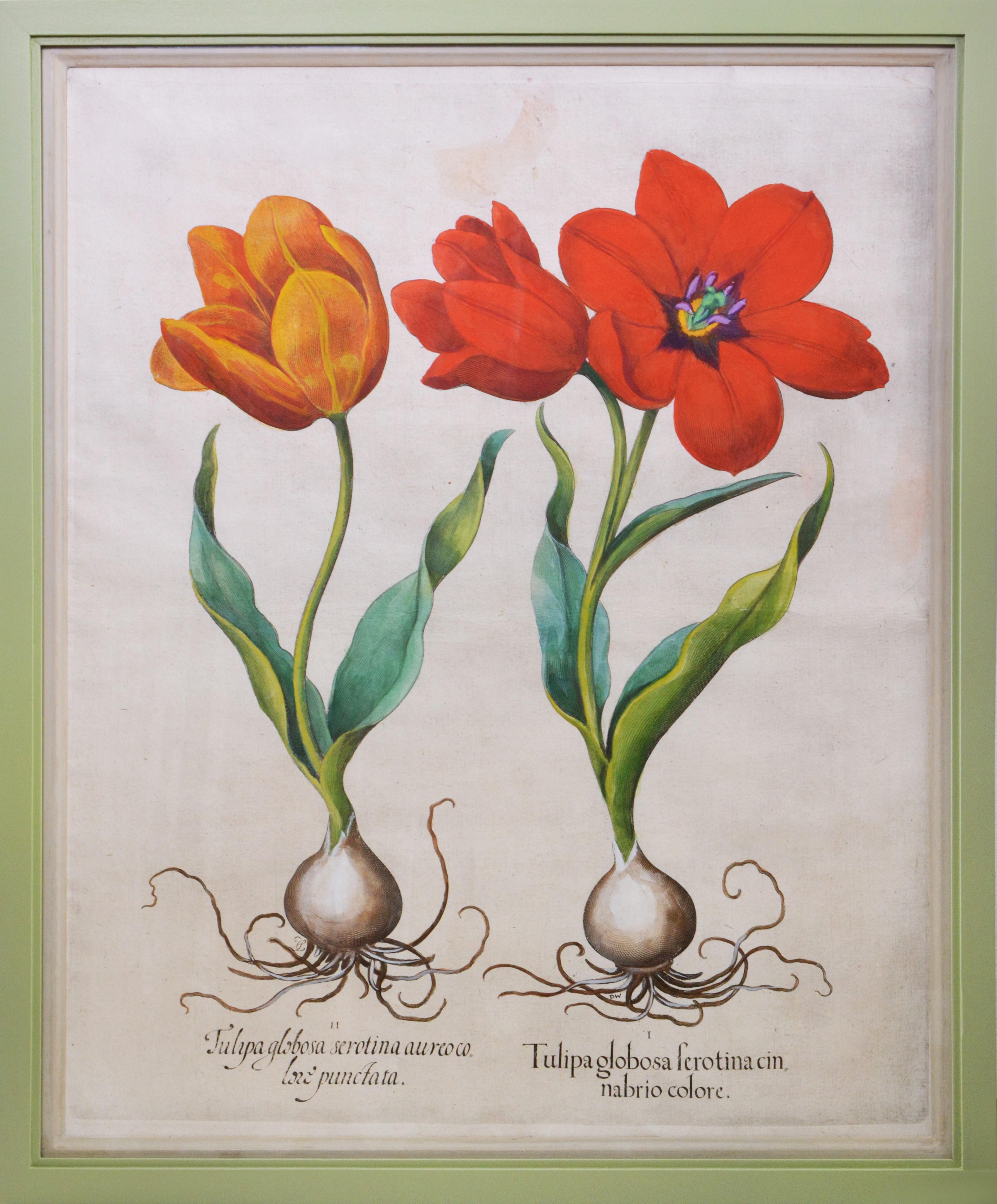 A Pair of Tulips  - Print by (After) Basilius Besler