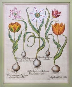 A Pair of Tulips 