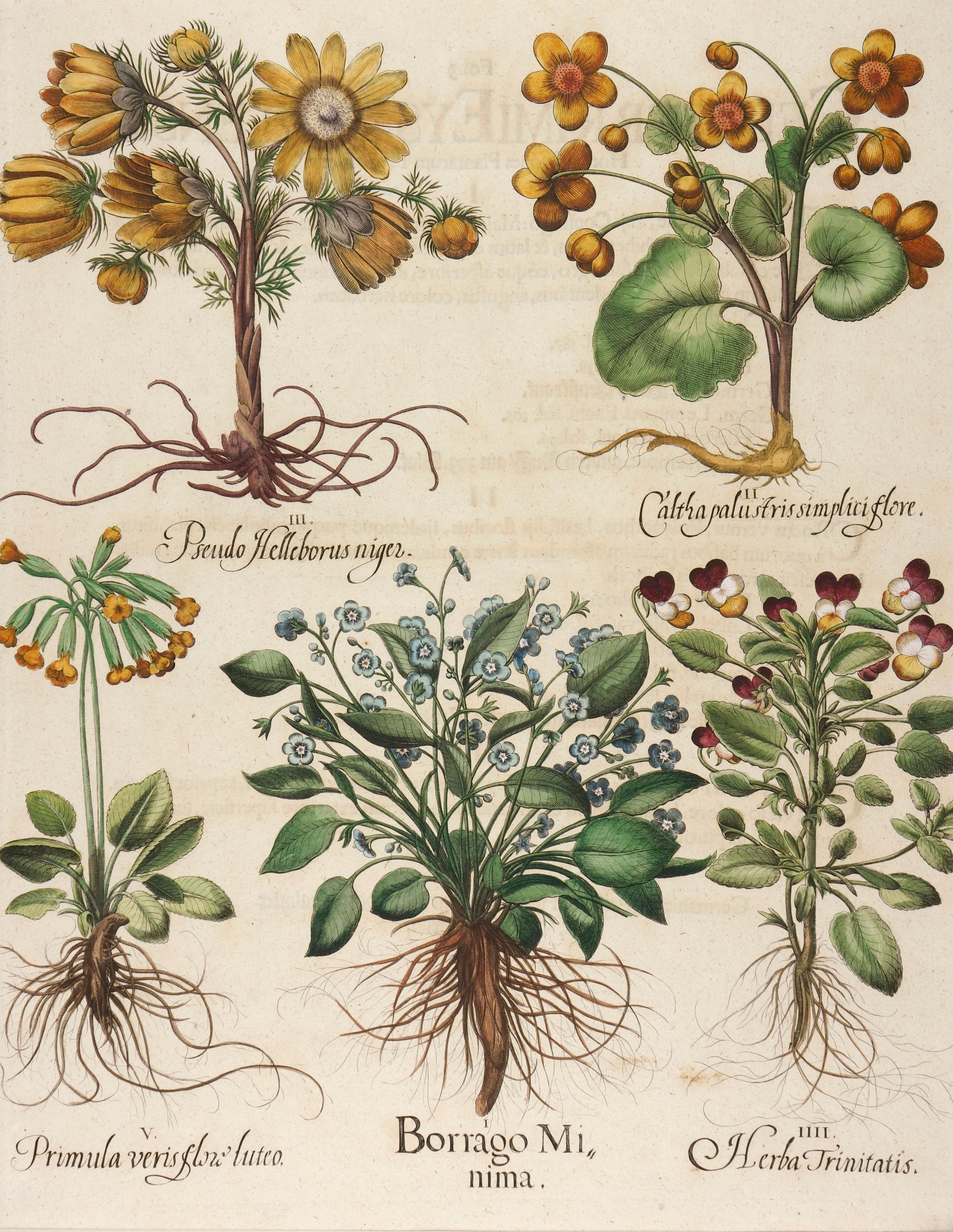 Basilius Besler Hand-Colored Floral Engraving - Print by (After) Basilius Besler