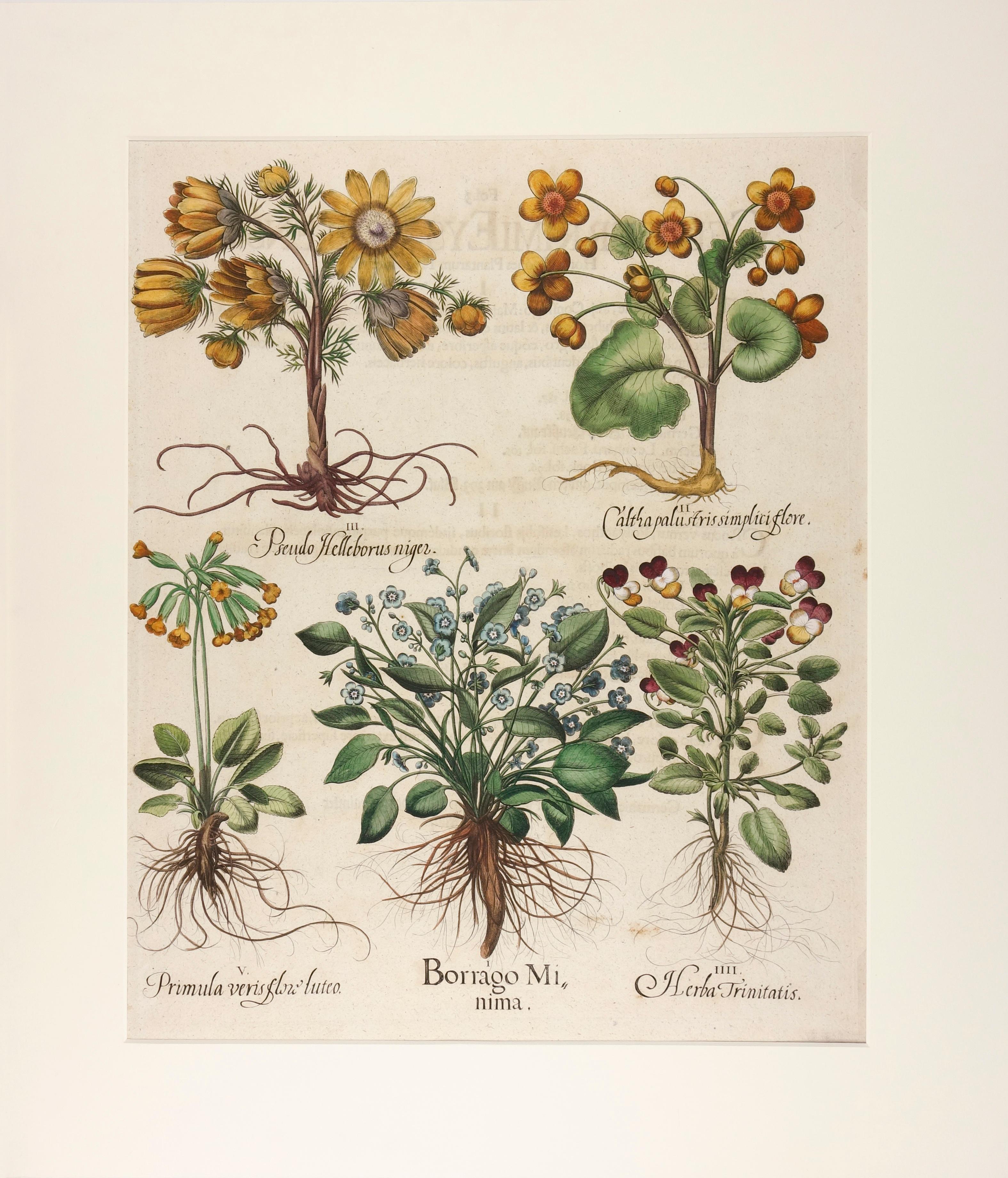 (After) Basilius Besler Still-Life Print -  Basilius Besler Hand-Colored Floral Engraving