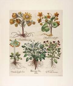  Basilius Besler Hand-Colored Floral Engraving