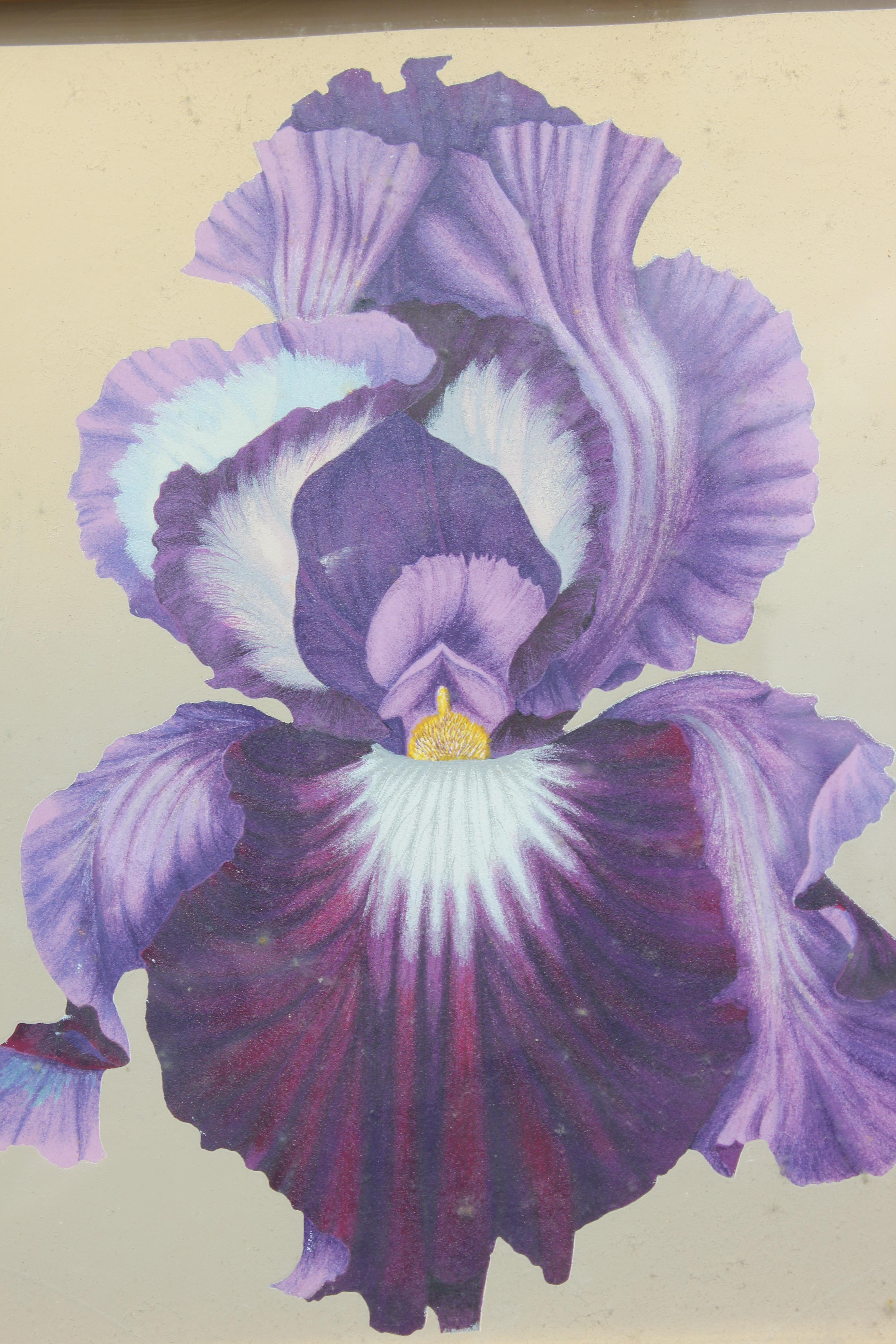 Stillleben mit lila Iris – Print von (after) Georgia O'Keeffe