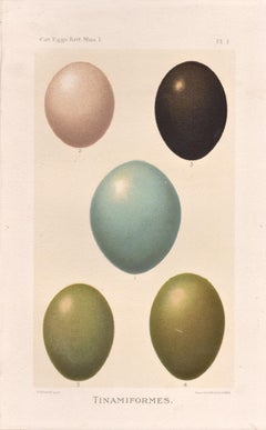 Bird Eggs - Six Antique egg chromolithographs print, 1905