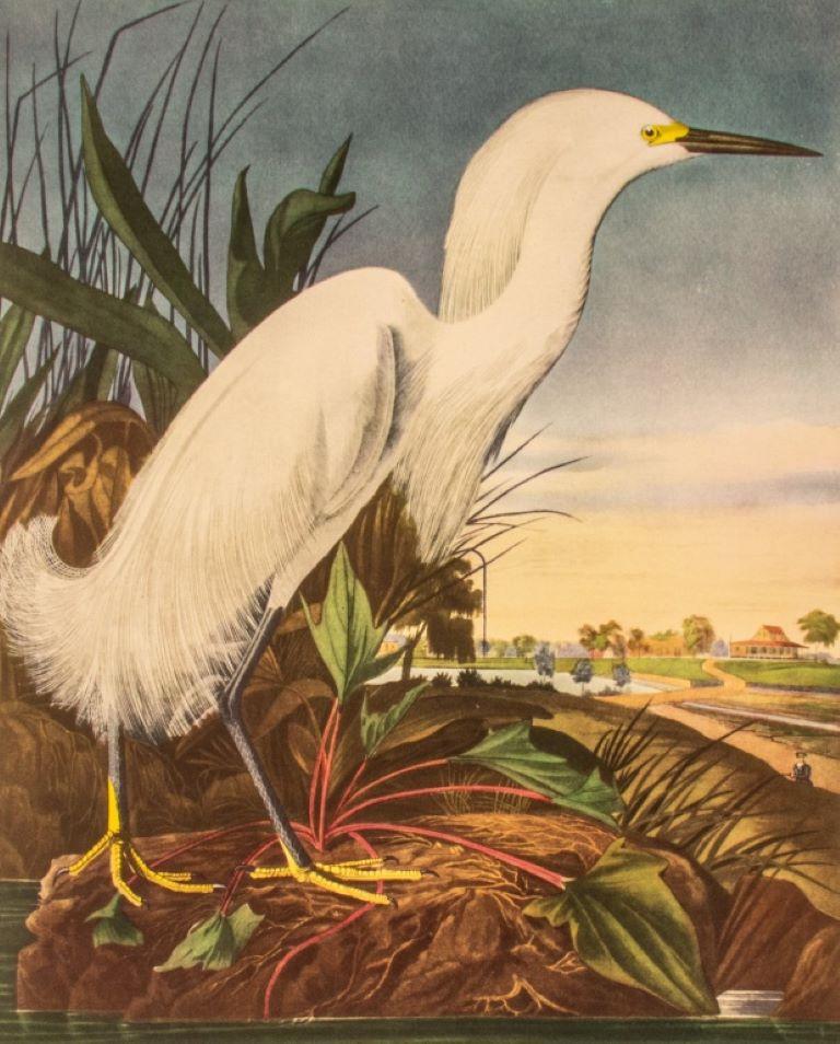 Nach John James Audubon (Franzose/Amerikaner, 1785-1851), 