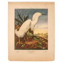 Antique After James Audubon "Snowy Heron" Print
