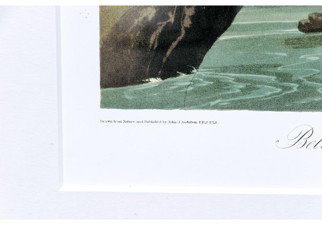 Nach J.J. Audubon, Farbfoto-Lithographie-Reprint Kingsfisher mit Gürtel und Gürtel im Angebot 4