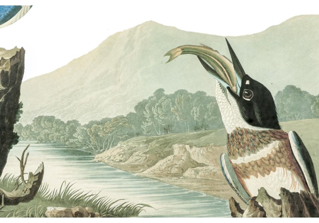 Nach J.J. Audubon, Farbfoto-Lithographie-Reprint Kingsfisher mit Gürtel und Gürtel im Angebot 5