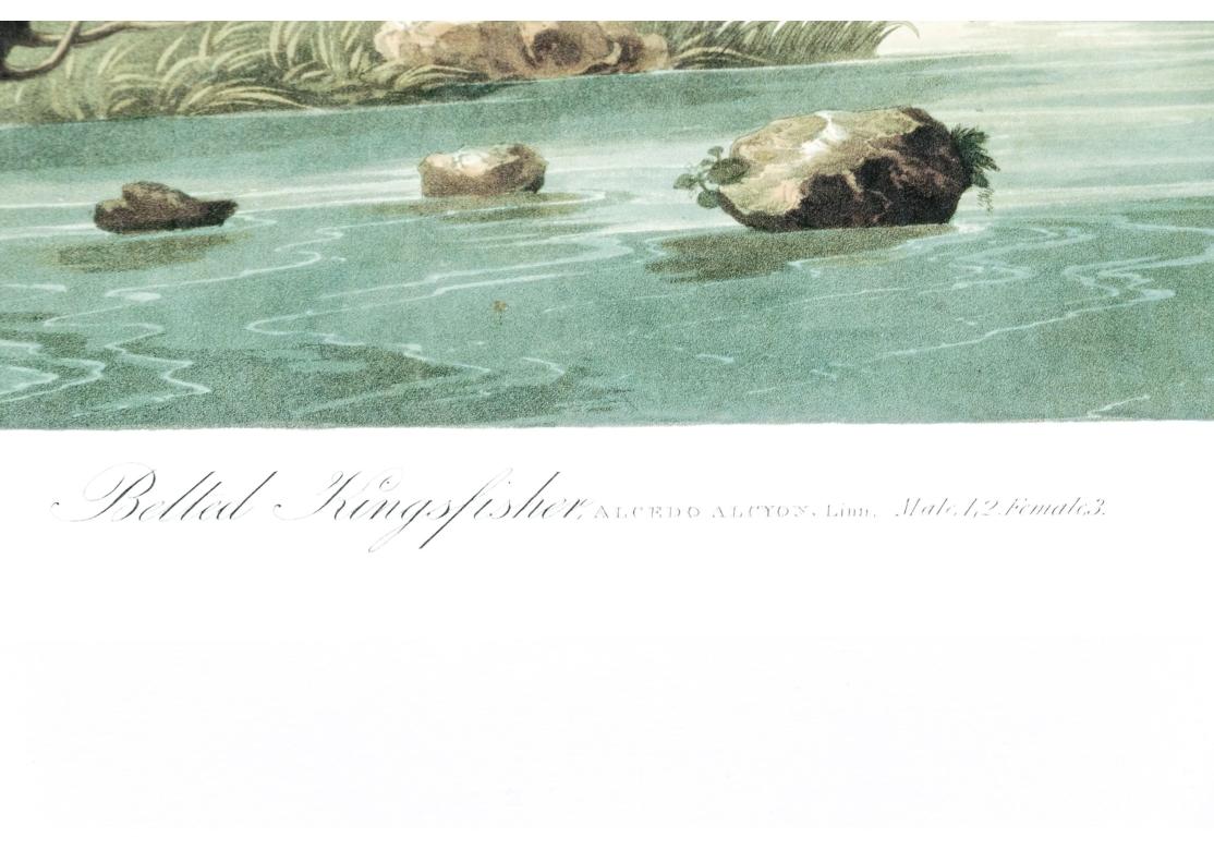 Nach J.J. Audubon, Farbfoto-Lithographie-Reprint Kingsfisher mit Gürtel und Gürtel (Land) im Angebot