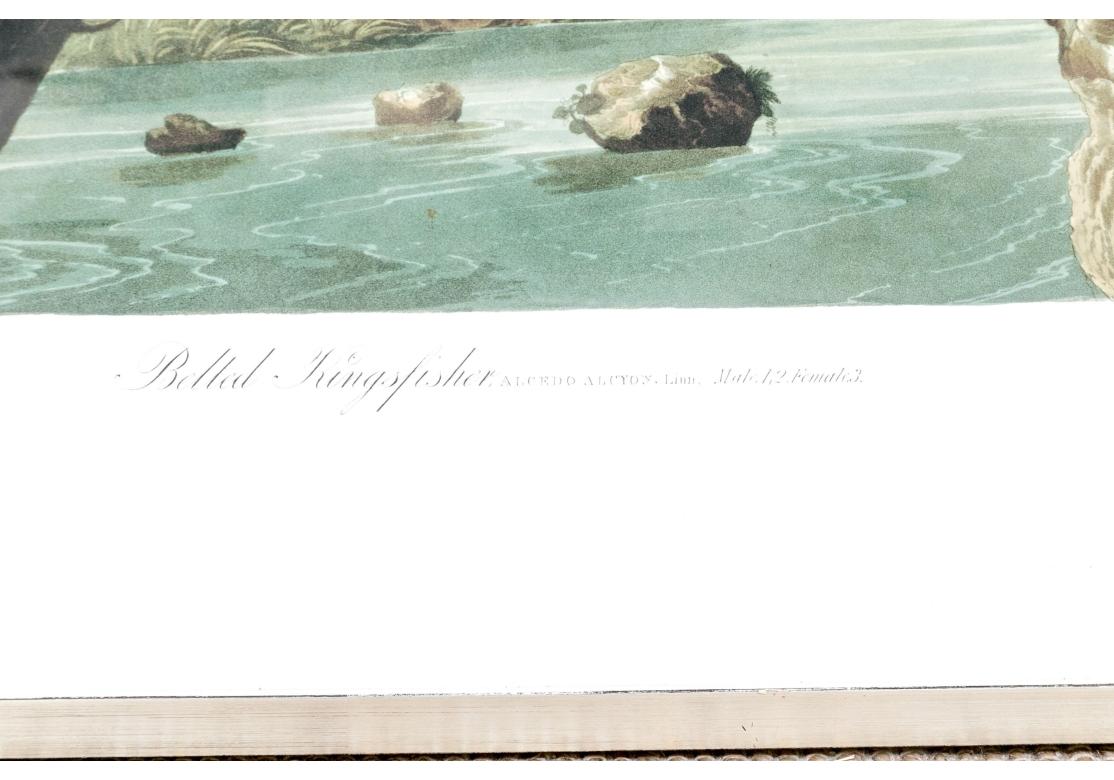 Nach J.J. Audubon, Farbfoto-Lithographie-Reprint Kingsfisher mit Gürtel und Gürtel (20. Jahrhundert) im Angebot