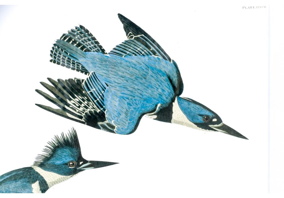 Nach J.J. Audubon, Farbfoto-Lithographie-Reprint Kingsfisher mit Gürtel und Gürtel (Acryl) im Angebot