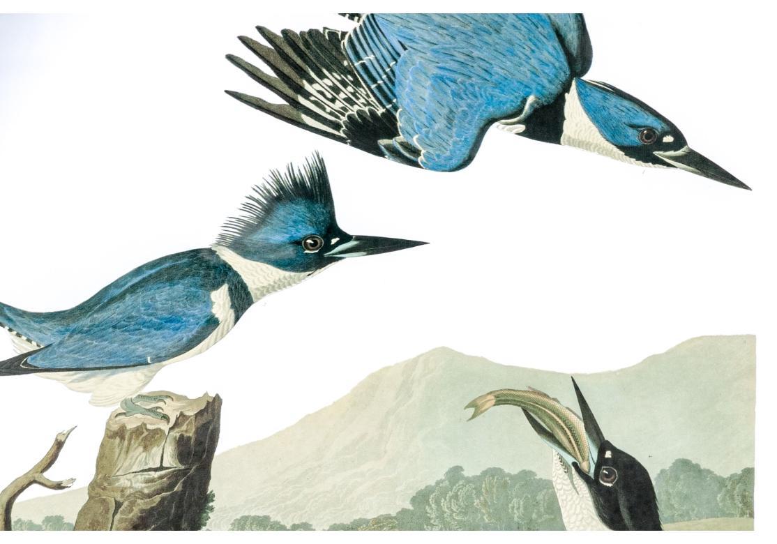Nach J.J. Audubon, Farbfoto-Lithographie-Reprint Kingsfisher mit Gürtel und Gürtel im Angebot 3