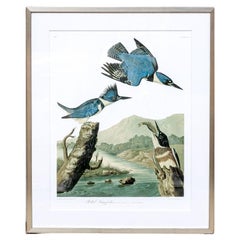 Dopo J.J. Audubon, ristampa fotografica a colori della litografia Belted Kingsfisher