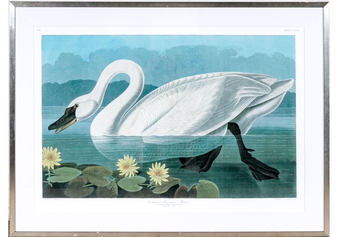 After J.J. Audubon, Large Format Photo-lithograph Reprint - Common American Swan For Sale 10