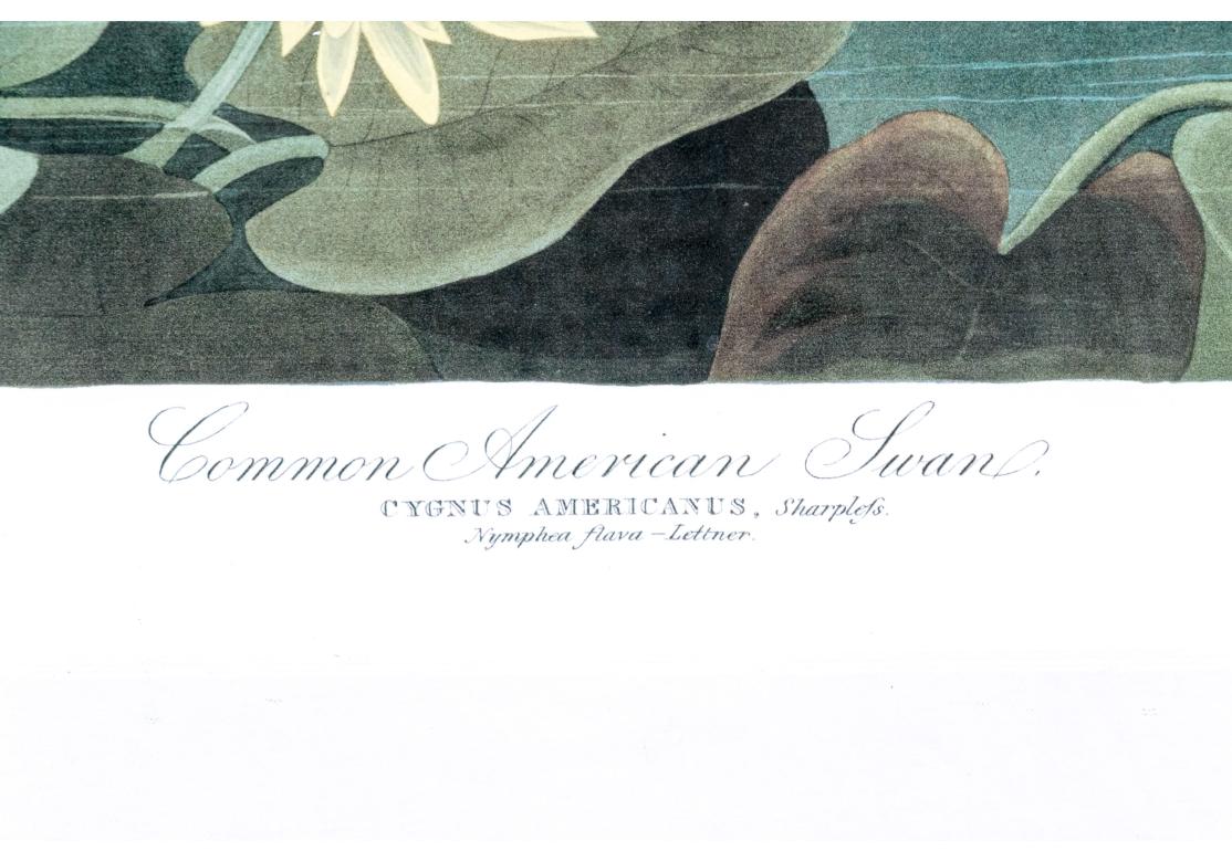 After J.J. Audubon, Large Format Photo-lithograph Reprint - Common American Swan For Sale 11