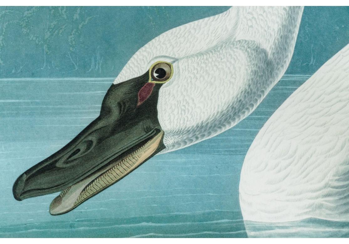 Country After J.J. Audubon, Large Format Photo-lithograph Reprint - Common American Swan For Sale