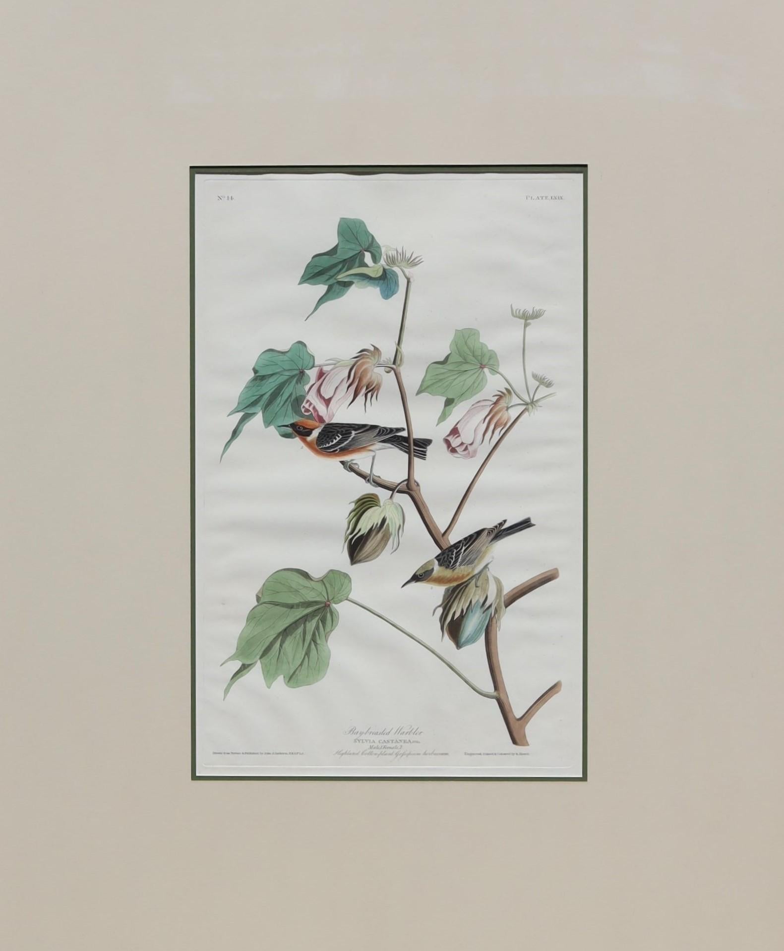 Bay-breasted Warbler, no. 44, pl. XXIX - Painting by After John James Audubon