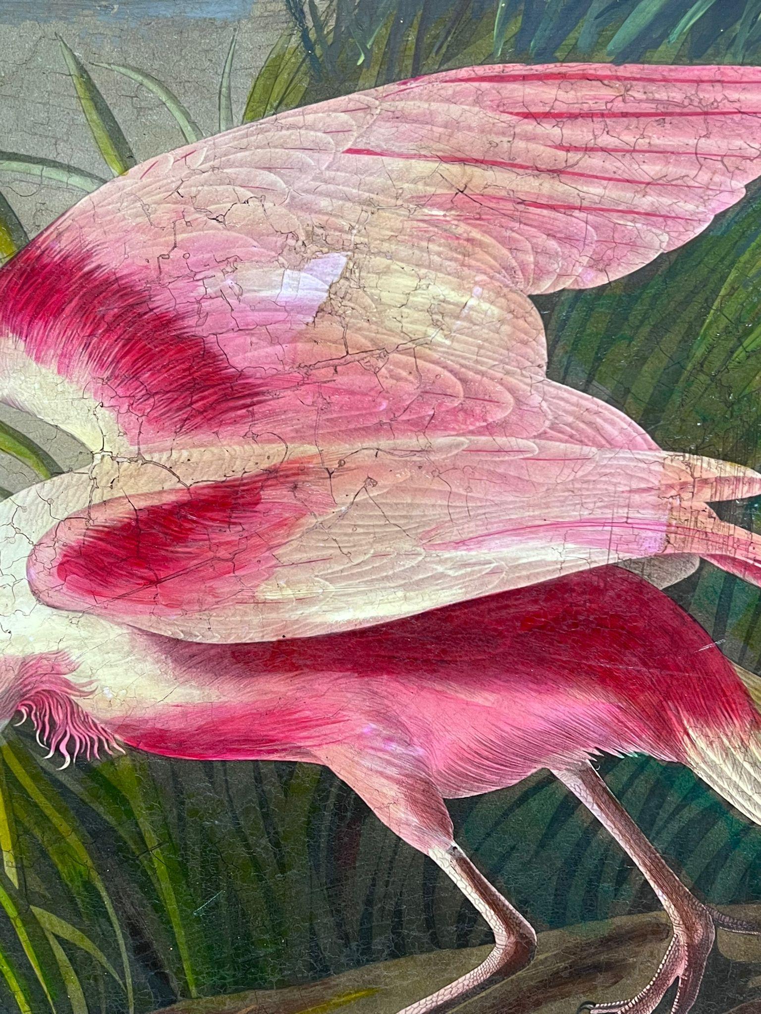 Roseate Spoonbill Very Large Vintage Picture of Famous Bird Beautifully Framed 3