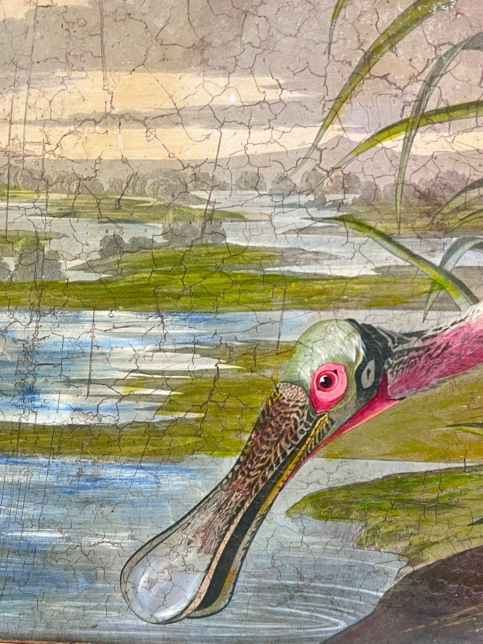 Roseate Spoonbill Very Large Vintage Picture of Famous Bird Beautifully Framed 1