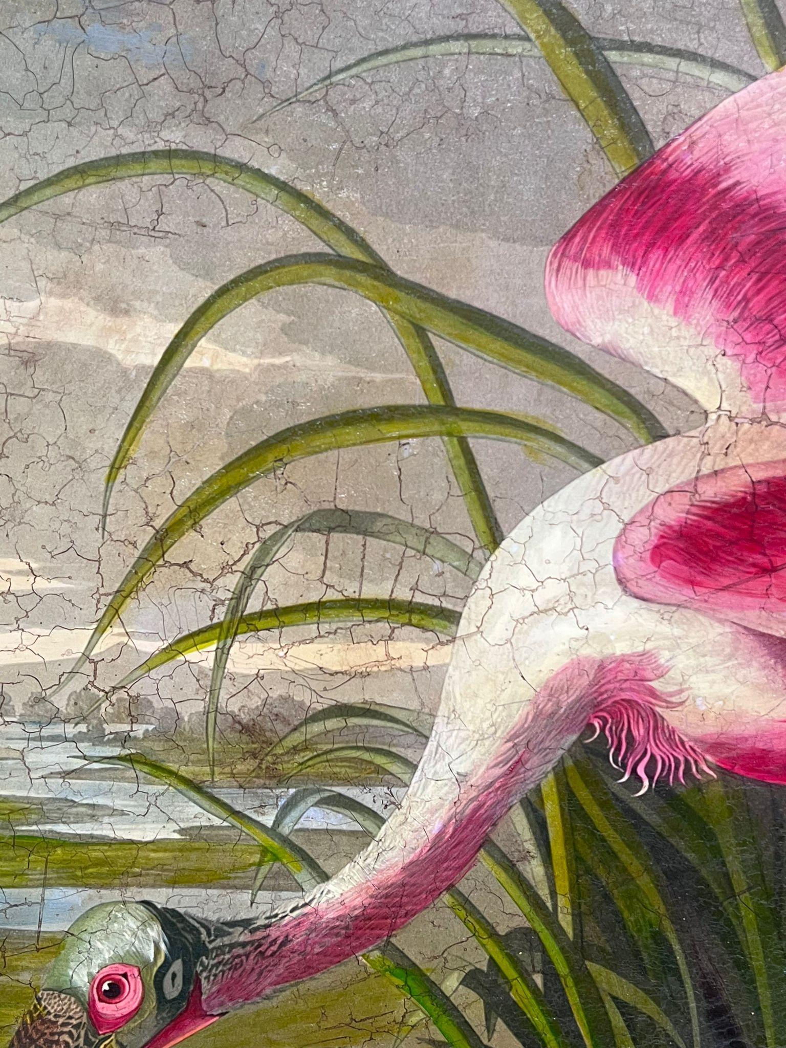 Roseate Spoonbill Very Large Vintage Picture of Famous Bird Beautifully Framed 2