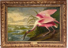 Roseate Spoonbill Very Large Vintage Picture of Famous Bird Beautifully Framed
