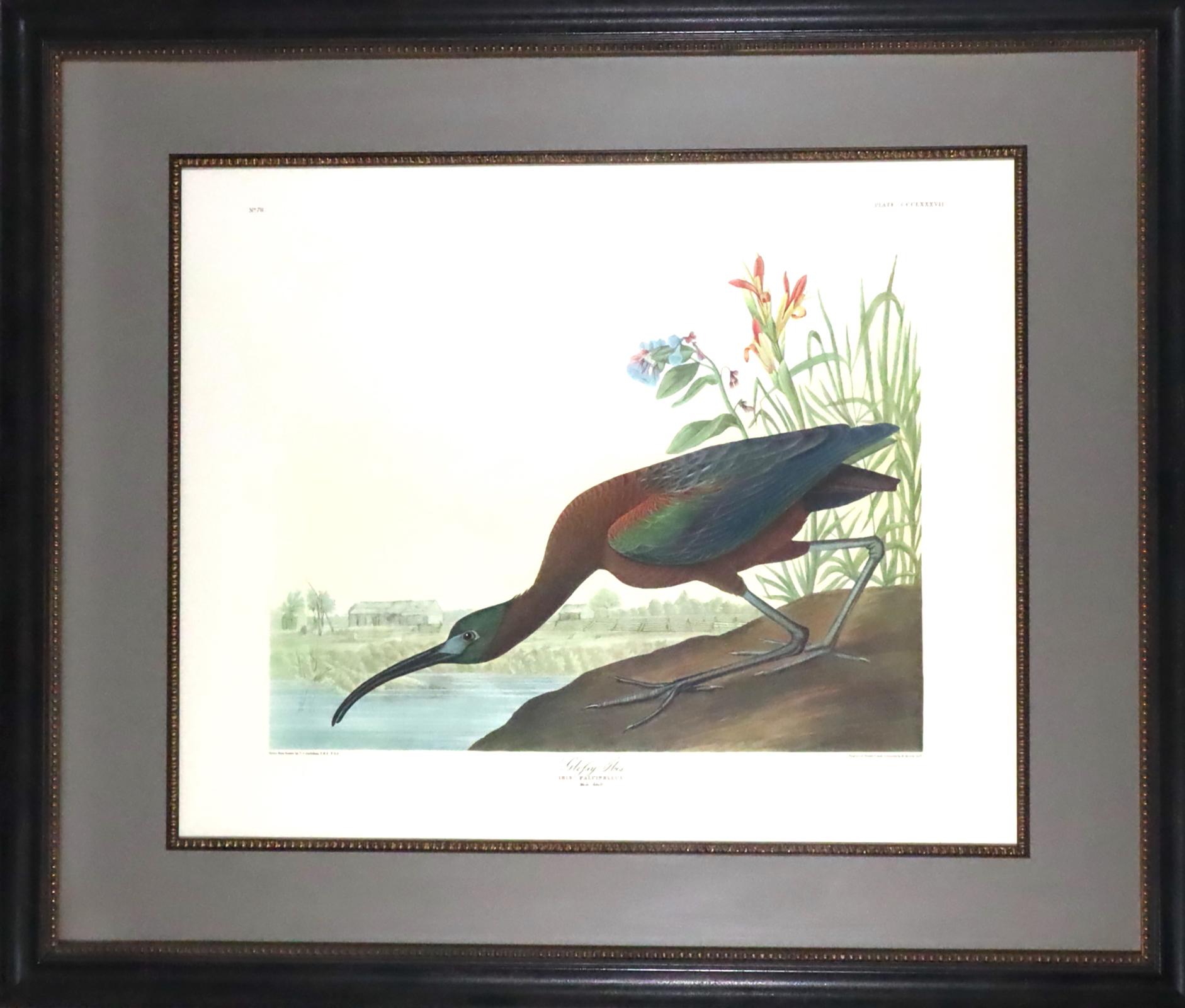 After John James Audubon Animal Print - After Audubon Glossy Ibis color lithograph facsimile with full margins