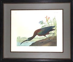 After Audubon Glossy Ibis color lithograph facsimile with full margins